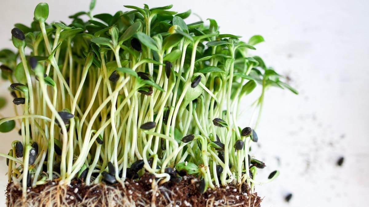 sunflower microgreens