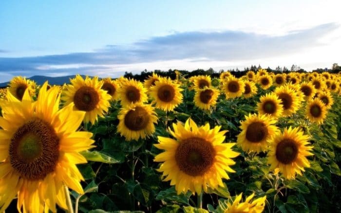 sunflower patch