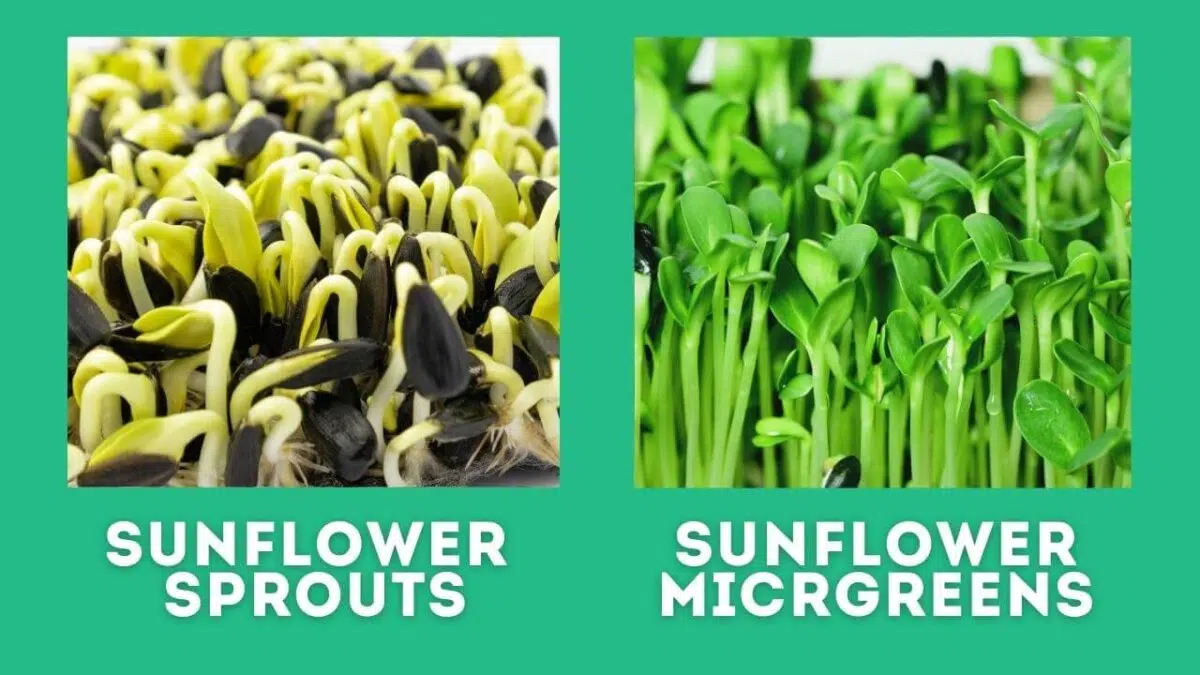 sunflower microgreens vs sprouts