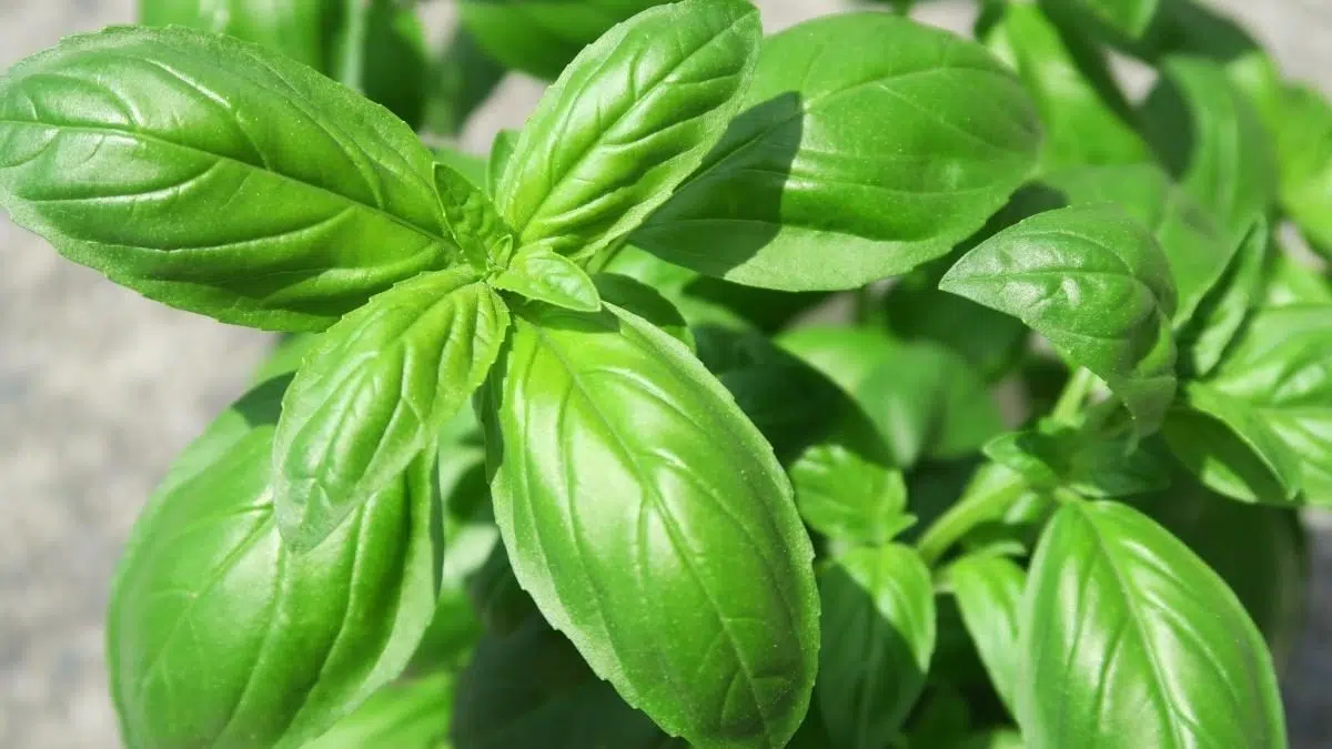sweet or common basil