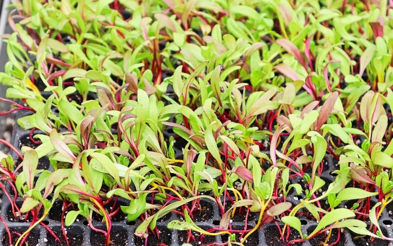 swiss chard microgreens