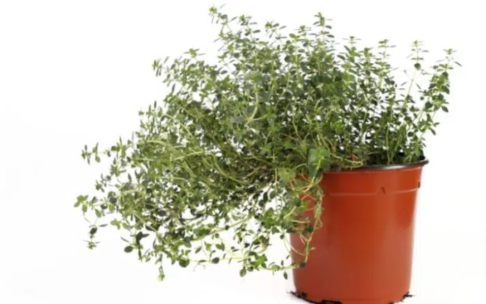 thyme in pots