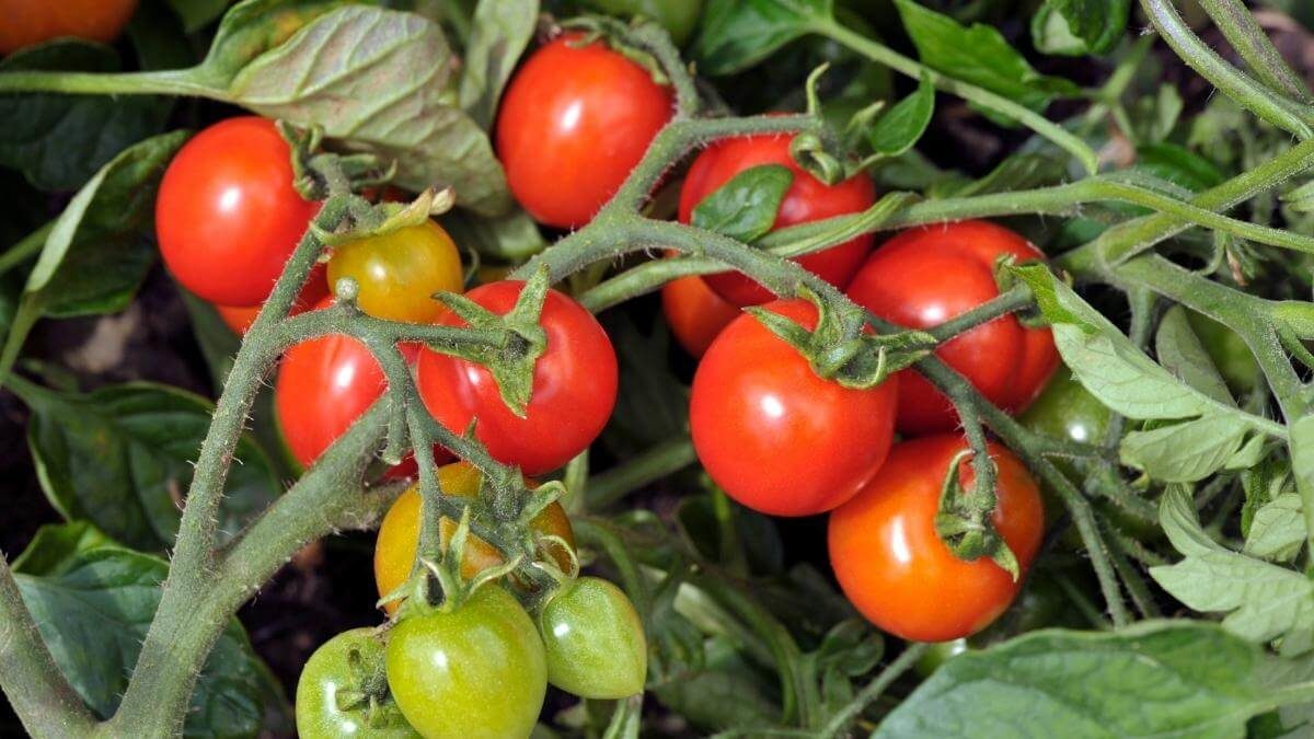 tomato companion plants