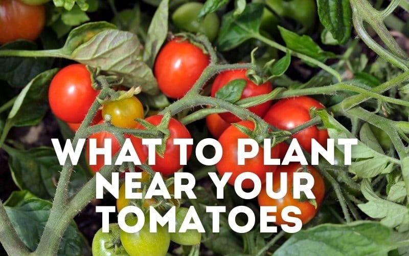 tomato companion plants