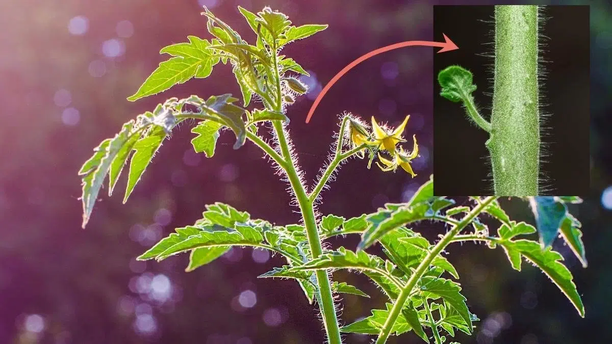 hairs on tomato plant