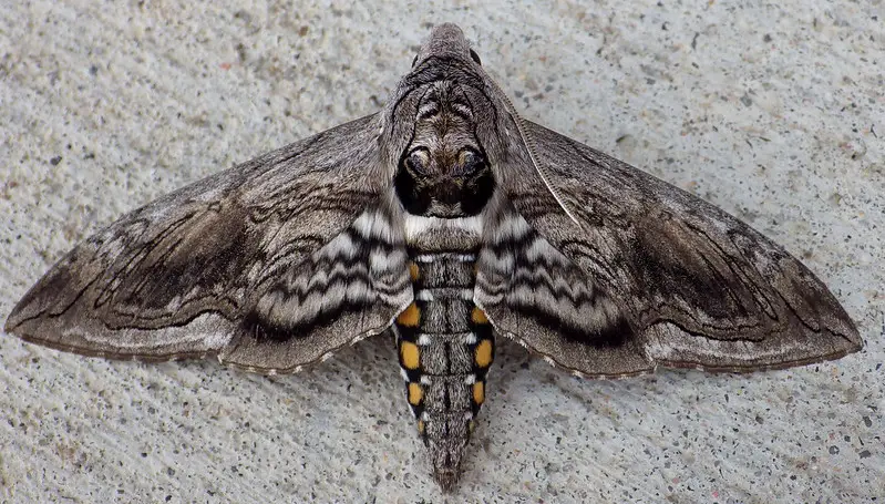 tomato hornworm moth