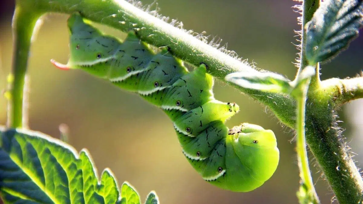 tomato hornworm