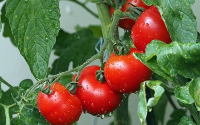 tomato leave watering