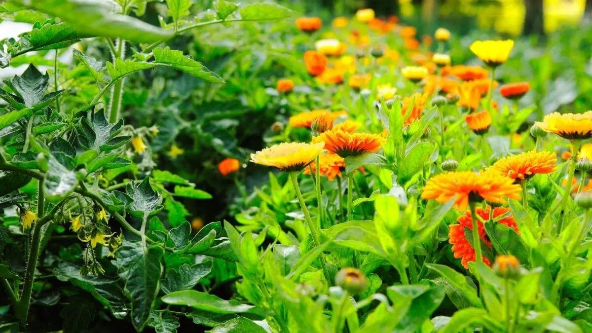 tomatoes growing next to marigolds