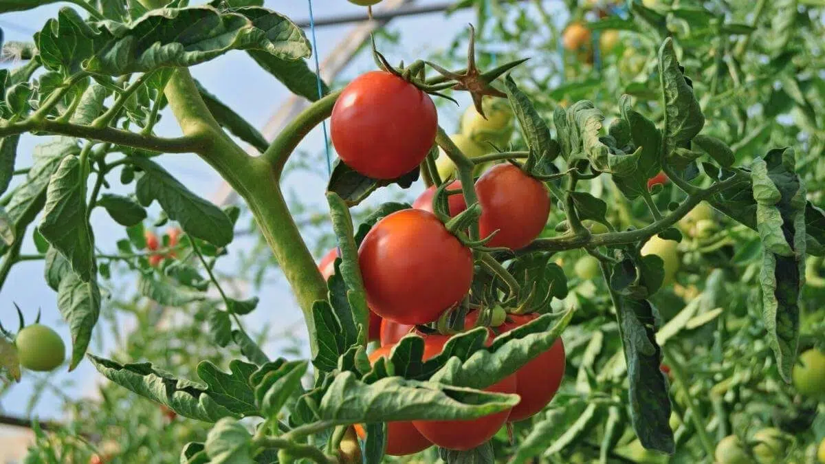 red tomatoes on vine