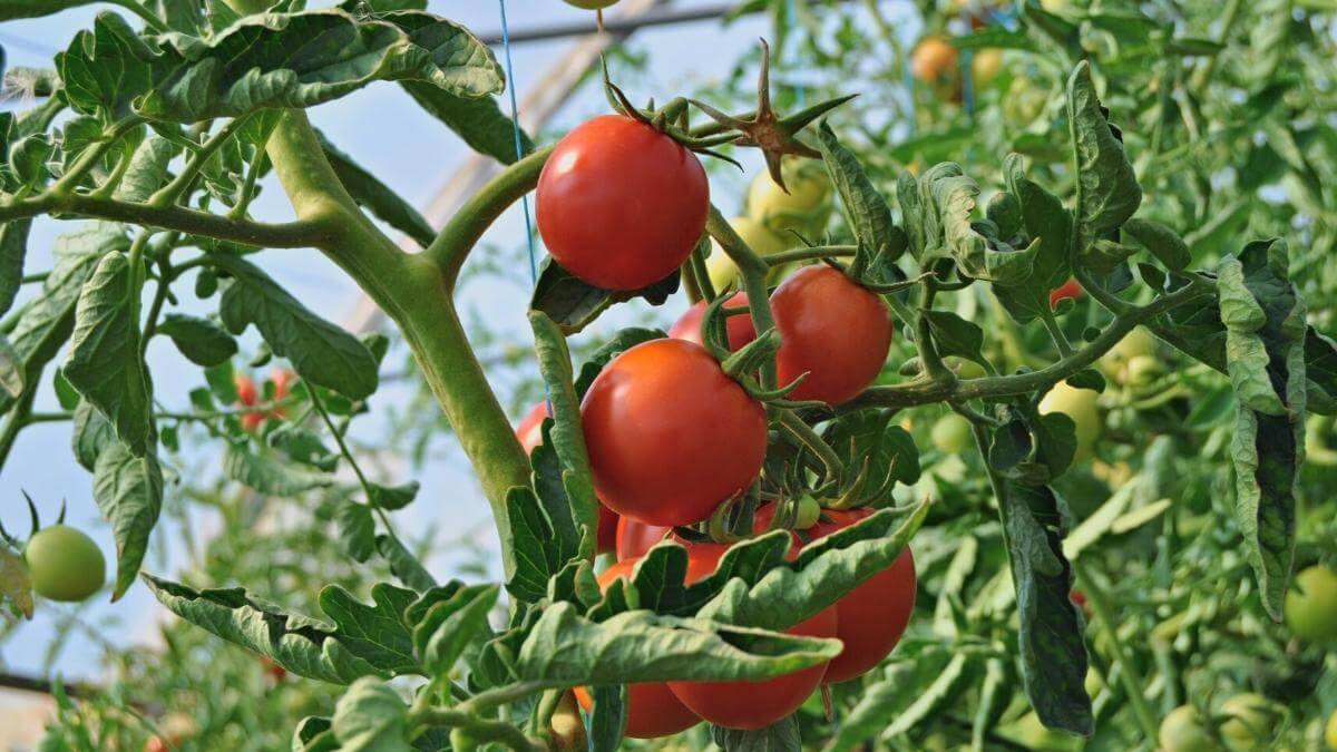 Do Rabbits Eat Tomato Plants? (& 7+ Ways to Keep Them Out of Your Garden!)