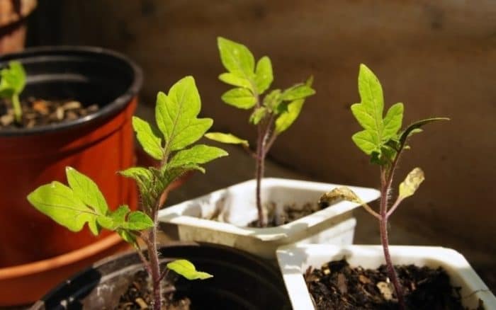 tomato seedlings