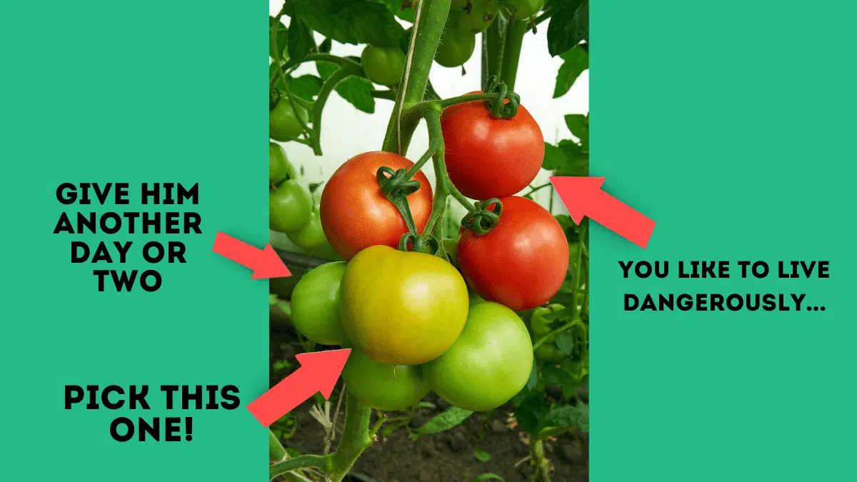 tomato stages and when to harvest