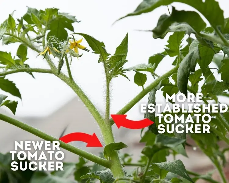 tomato sucker location and arrows of where to remove them