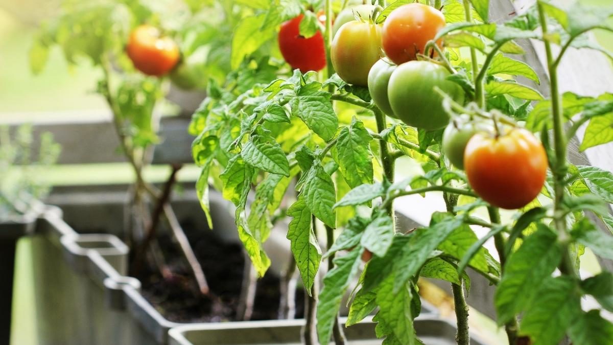 growing tomatoes in containers