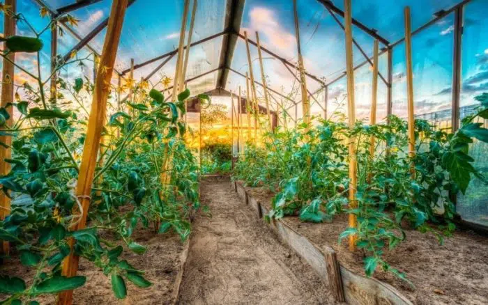 tomato spacing in raised beds