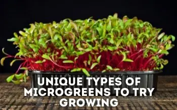 types of microgreens