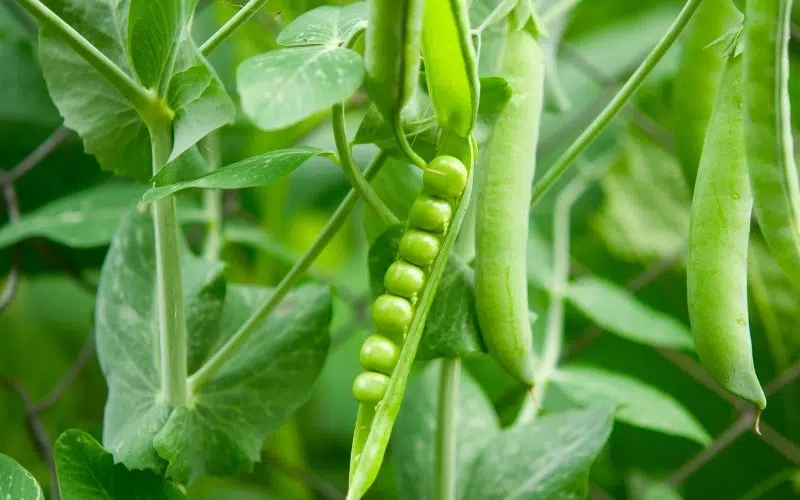 types of peas to grow