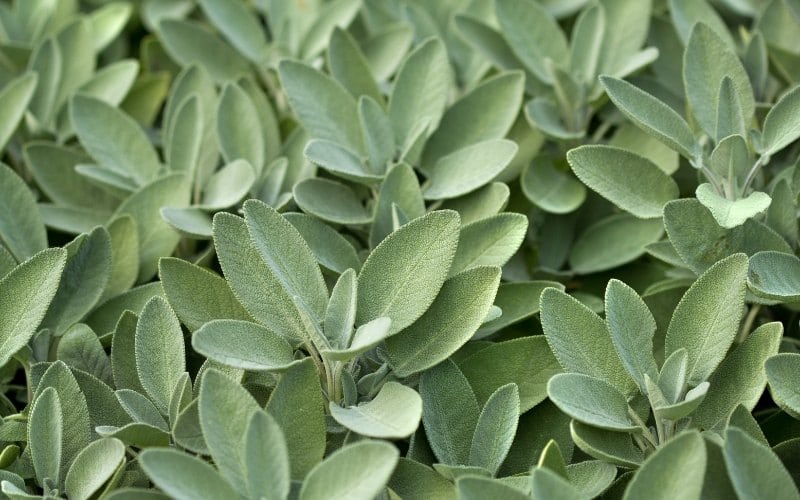 types of sage