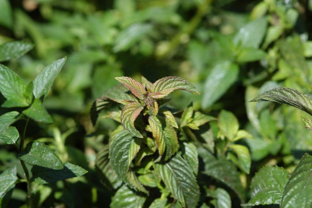 Mint Leaves Turning Black Or Black Spots? (Causes & How to Fix Each)