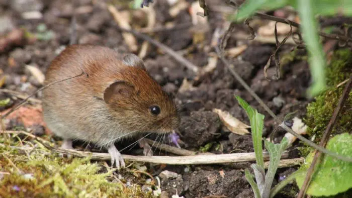 voles and sunflowers