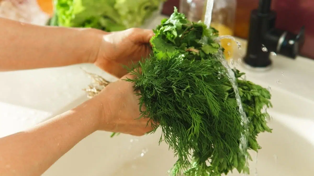 washing dill sprigs in sink