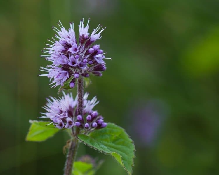 watermint flowers