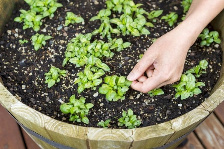 How much water does a basil plant need information