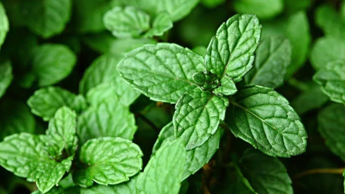 mint leaves need water