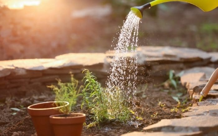 how often to water rosemary plants