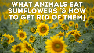 what animals eat sunflowers