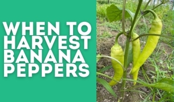 when to pick banana peppers