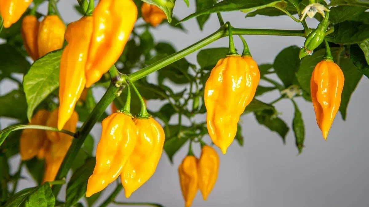 harvesting habanero peppers