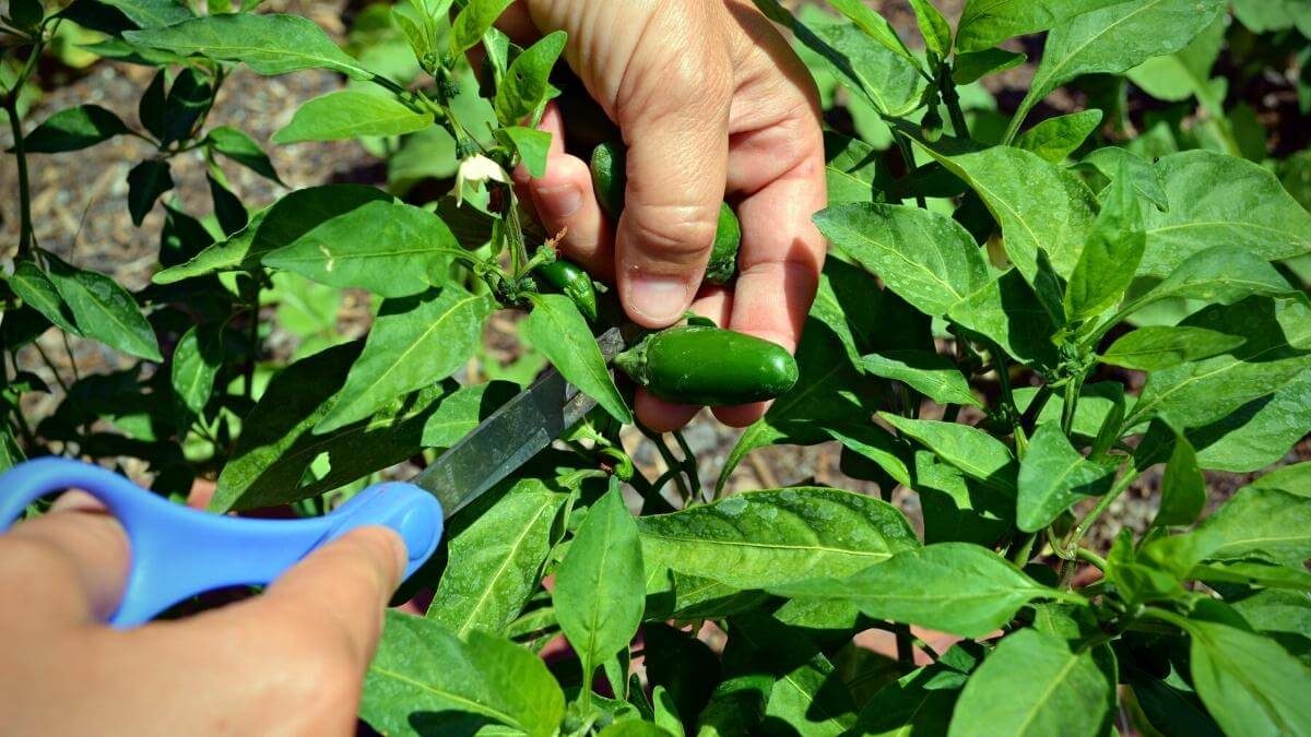 when to pick jalapeno peppers