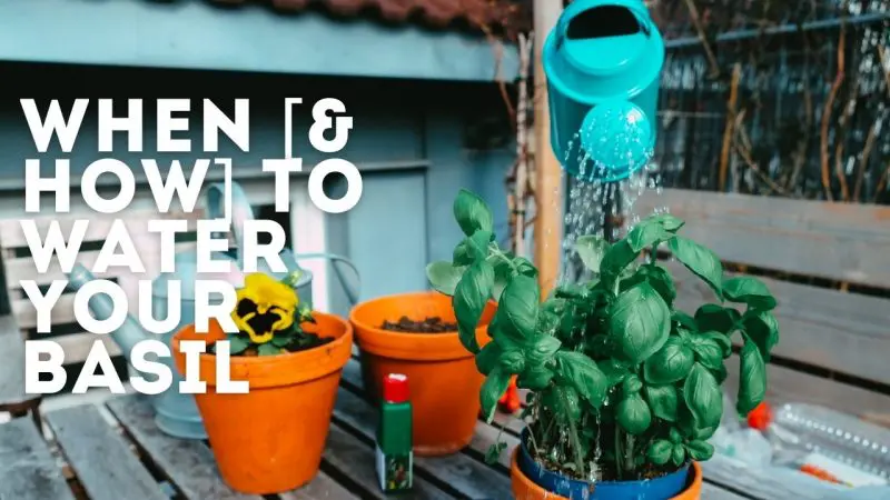 watering basil plants