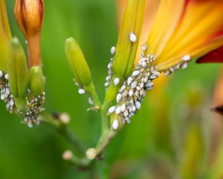 white aphids