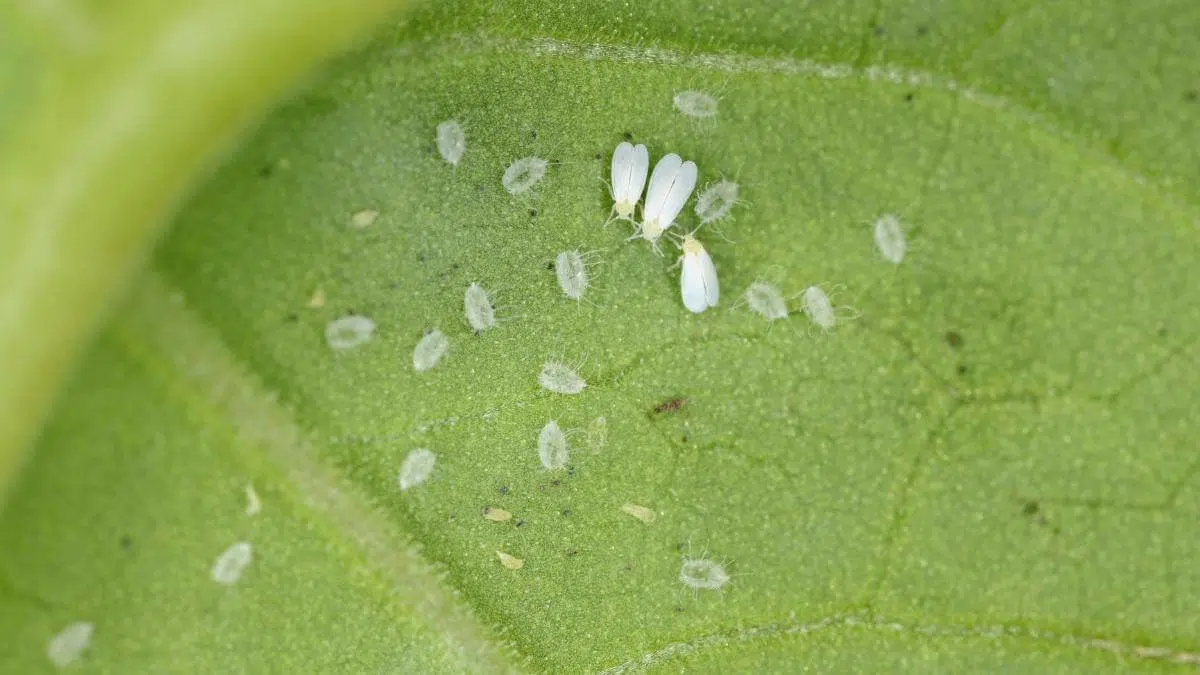 whitefly eggs and larva