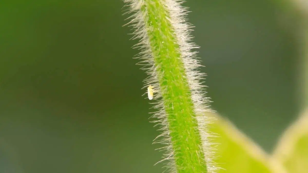 whitefly on plant stem