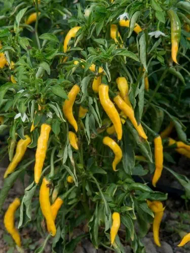 yellow cayenne pepper