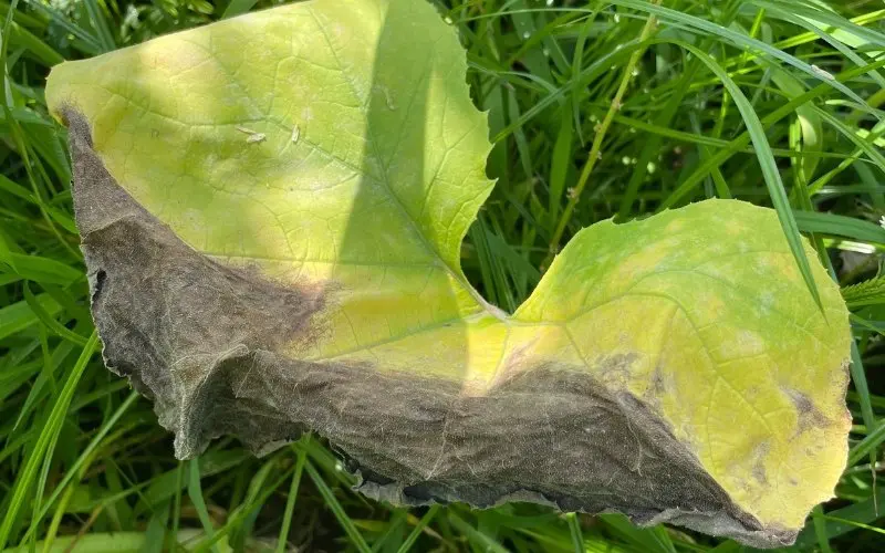 cucumber leaves turning yellow