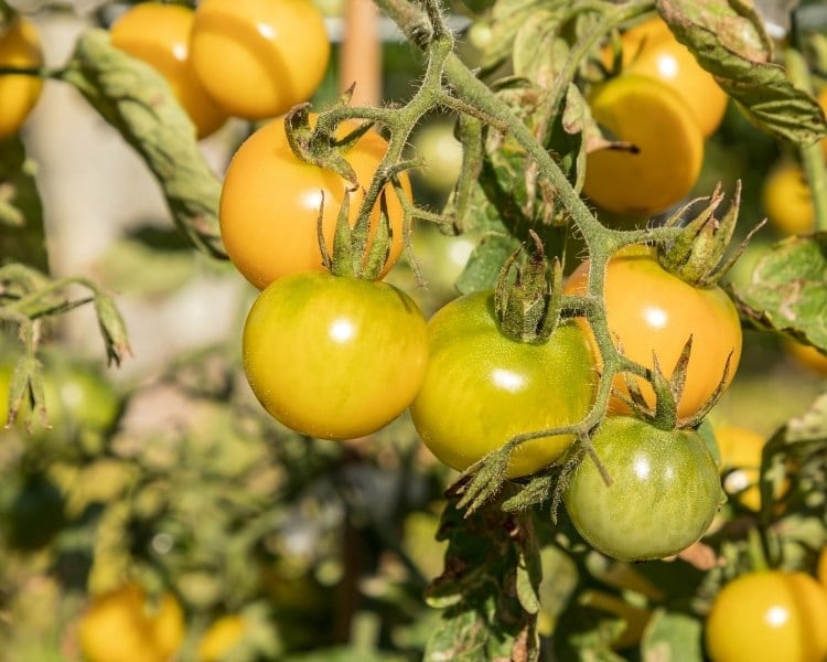 The Best Types of Yellow Tomatoes (Cherry, Heirlooms & More)