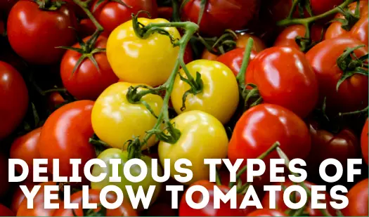 types of yellow tomatoes